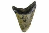 Bargain, Fossil Megalodon Tooth - North Carolina #153126-1